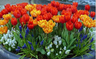 Seleção de tulipas vermelhas e laranjas + jacinto de uva branco e azul - 60 peças - 