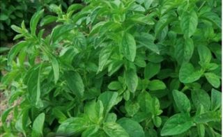Pennyroyal; Pennyrile, Squaw mint - 1500 seeds