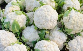 White cauliflower "Igloo" - early variety - COATED SEEDS - 50 seeds