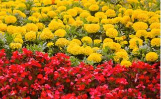 Nepārtraukti ziedoša sarkanā begonija + lielie ziedi dzeltenā franču marigolda - 2 ziedu sugu sēklas - 