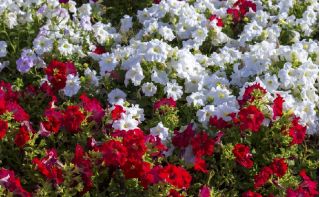 붉은 색과 흰색의 큰 꽃 피튜니아 - 2 개의 꽃 식물의 품종 -  - 씨앗