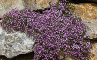 岩石肥皂，Tumbling Ted  -  450种子 - Saponaria ocymoides - 種子