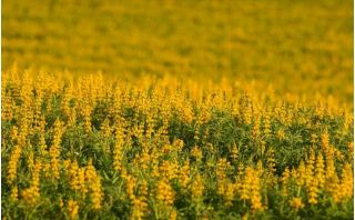 לופין צהוב שנתי - אידיאלי עבור aftercrop - 500 גרם של זרעים; לופין צהוב צהוב, לופין צהוב - 3000 זרעים - Lupinus luteus