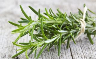 Home Garden - Rosemary - for indoor and balcony cultivation - 80 seeds