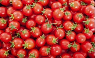 Tomato "Maskot" - jenis koktel, pelbagai jenis yang semakin meningkat - SEED TAPE - Lycopersicon esculentum  - benih