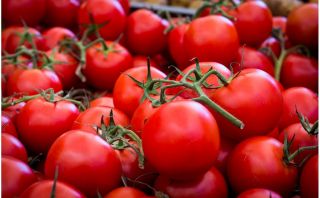 Tomato "Pedro" - untuk rumah hijau dan di bawah penutup penanaman, boleh disimpan - Lycopersicon esculentum  - benih