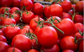 Tomate 'Alka' – Freilandtomate, für die Direktsaat - PILLENSAAT