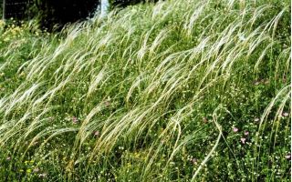 羽毛の草、ヨーロッパの羽毛の草の種 -  Stipa pennata  -  10の種 - Stipa joannis - シーズ