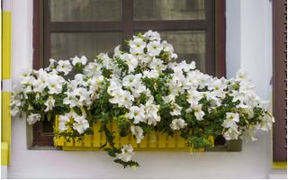 Petunia“Cascade” - 白色 -  160粒种子 - Petunia x hybrida pendula - 種子