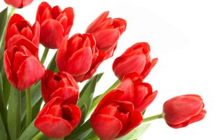 Tulp Red - pakket van 5 stuks - Tulipa Red