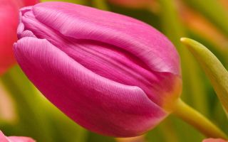 Tulppaanit Rose - paketti 5 kpl - Tulipa Rose