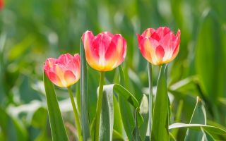 Tulipaner Match - pakke med 5 stk - Tulipa Match