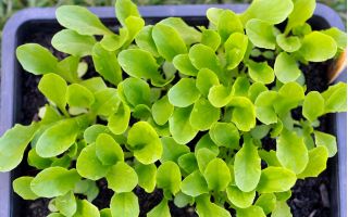 Zelena salata 'Bionda a Foglia Liscia' - uzgojena za rezano lišće, za cjelogodišnje uzgoj kod kuće - Lactuca sativa - Bionda a Fogglia Liscia - sjemenke