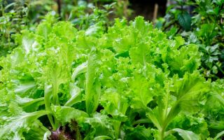 Salaatti - Bionda a Fogglia Riccia - Lactuca sativa - Bionda a Fogglia Riccia - siemenet