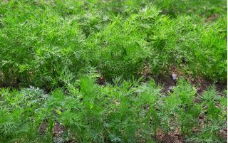 БИО - Гарден Дилл - сертификовано органско семе - 2800 семена - Anethum graveolens L.