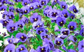 瑞士花园三色堇“Alpensee” - 浅蓝色，点缀 -  360种子 - Viola x wittrockiana Schweizer Riesen - 種子