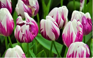 Tulipano Flaming Club - pacchetto di 5 pezzi - Tulipa Flaming Club