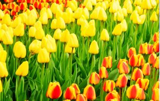 Ensemble de tulipes - jaune et abricot avec bord jaune - 50 pcs - 