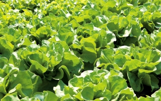 Масляна салат «Марисенька» - для вирощування в тунелях і на місцях - Lactuca sativa - Marysieńka - насіння