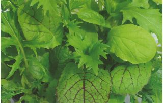 Japansk urter udvælgelse - Fjernøsten medicin i dit hjem -  - frø