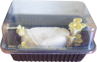 Zlatá hlíva ústřičná - plná sada s mini skleníkem pro domácí pěstování - 3 l - Pleurotus citrinopileatus