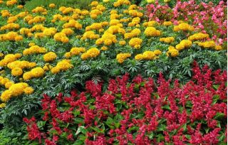 Scharlaken salie, continu bloeiende begonia en goudsbloem - zaden van 3 soorten bloeiende planten - 