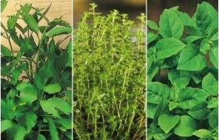 Herbs for Fitness seeds – 3 in 1