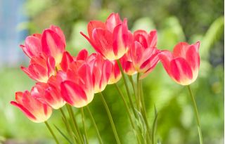 Tulp Match - pakend 5 tk - Tulipa Match