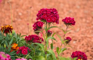 Duizendschoon - Scarlet Beauty - 450 zaden - Dianthus barbatus