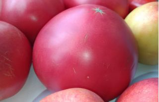 Tomate - Raspberry Vintage - Lycopersicon esculentum Mill  - sementes