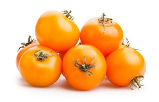 Tarla domatesi "Zlatava" - uzun boylu - Lycopersicon esculentum Mill  - tohumlar