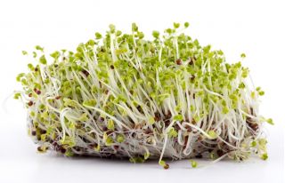 BIO klíčící semena - hořčice - certifikovaná organická semena - Brassica juncea