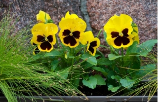 Švicarski vrtni brkovi - žuti s točkom - Viola x wittrockiana Schweizer Riesen - sjemenke
