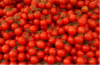 Tomato "Samurai" - field variety