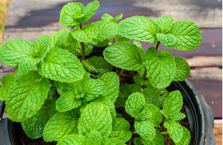 Home Garden - apple mint - for indoor and balcony cultivation; pineapple mint, woolly mint, round-leafed mint