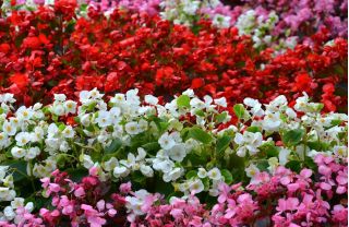 Червено, розово и бяло Непрекъснато цъфтят бегония - семена от 3 разновидности - 