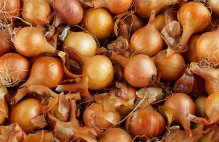 Geç soğan 'Efekt' - saklanabilir -   Allium cepa - Efekt - tohumlar