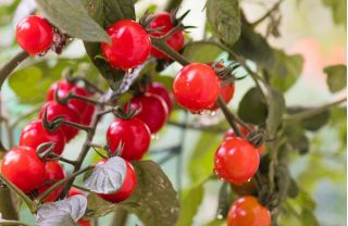Mini vrt - rdeči češnjev paradižnik - za gojenje na balkonih in terasah - Lycopersicon esculentum - semena