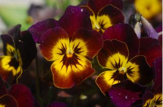 Pensamientos - marrón y amarillo - 320 semillas - Viola x wittrockiana
