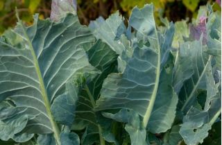 Fodder cabbage "Boma" - 200 g