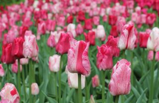 Belahan Tulip - 5 buah - Tulipa Hemisphere