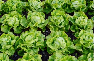 Butterhead lettuce "Meraviglia d'inverno" - overwintering variety - 900 seeds