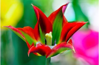 Tulipa Eye Catcher - Tulip Eye Catcher - 5 bulbs