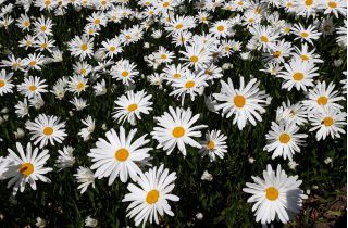 Tek çiçekli beyaz krizantem - Chrysanthemum leucanthemum - tohumlar