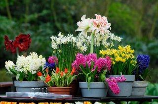 Selezione di piante ornamentali - 8 varietà - 