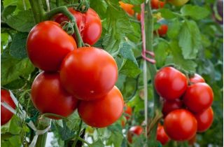 Biji tomat Tomat - Lycopersicon esculentum - 35 biji - Lycopersicon esculentum Mill. 