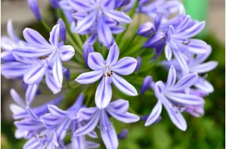 Agapanthus, Lily of the Nile Blue