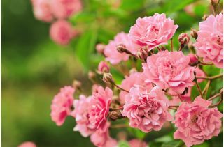 Puutarhan monikukkainen ruusu - vaaleanpunainen - ruukkukasvi - 