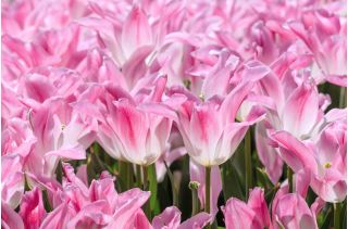 Tulip Holland Chic - 5 buc. - Tulipa Holland Chic