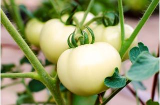 Paradižnik "Beli biftek" - bela sorta - Solanum lycopersicum  - semena